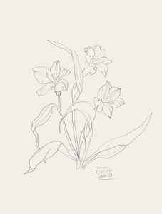 Elegant blomstermotiv i konturstil av Catalina Somolinos