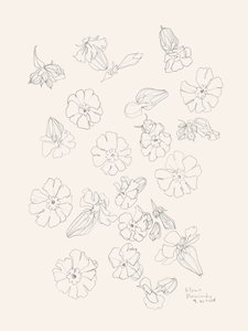 Eleganta blomsterteckningar av Catalina Somolinos