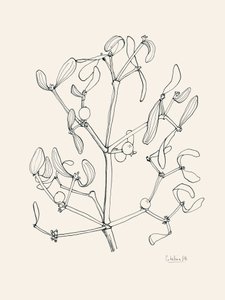 Julmistel – konturteckning