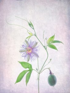 Livfull passionsblomma av Catherine Wang