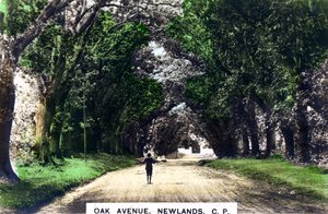 Oak Avenue, Newlands, Johannesburg, Gauteng, Sydafrika, c1920-talet. av Cavenders Ltd