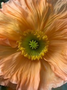 Komposition - Blommor, 2019 (foto)