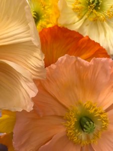 Komposition - Blommor, 2019 (foto)