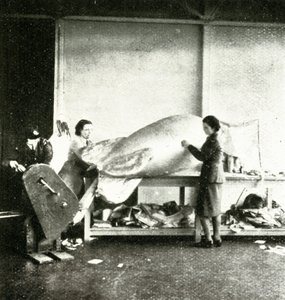 Reparera barrageballonger, c1943. av Cecil Beaton
