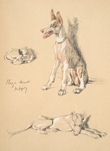Ibiza Hound Puppy , 1930, Illustrationer från hans skissbok som används för Just Among Friends, Aldin, Cecil Charles Windsor (1870-1935), senare publicerad av Eyre och Spottiswoode Limited, 1934, Chalk and Ch av Cecil Charles Windsor Aldin