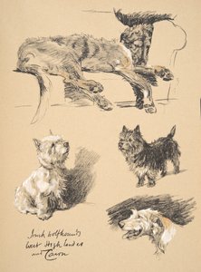 Irish Wolfhound, West Highlander and Cairn, 1930, illustrationer från hans skissbok som användes för "Just Among Friends", Aldin, Cecil Charles Windsor (1870-1935), senare utgiven av Eyre and Spottiswoode L av Cecil Charles Windsor Aldin
