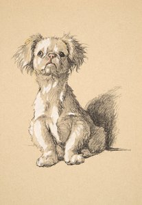 Peke, 1930, Illustrationer från hans skissbok som används för Just Among Friends, Aldin, Cecil Charles Windsor (1870-1935), senare publicerad av Eyre och Spottiswoode Limited, 1934, Chalk and Charcoal på papper av Cecil Charles Windsor Aldin