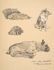 Peke, Collie, Spaniel och tysk boxare, 1930, Illustrationer från hans skissbok för "Just Among Friends", Aldin, Cecil Charles Windsor (1870-1935), Utgiven av Eyre och Spottiswoode Limited, 1934, C av Cecil Charles Windsor Aldin