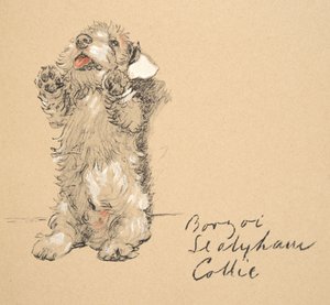 Sealyham, 1930, Illustrationer från hans skissbok använd för Just Among Friends, senare publicerad av Eyre och Spottiswoode Limited, 1934 (krita och kol på papper) av Cecil Charles Windsor Aldin