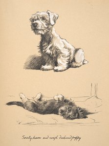 Sealyham and Rough Dachshund Puppy, 1930, Illustrationer från hans skissbok använd för Just Among Friends, senare publicerad av Eyre och Spottiswoode Limited, 1934 (krita och kol på papper) av Cecil Charles Windsor Aldin