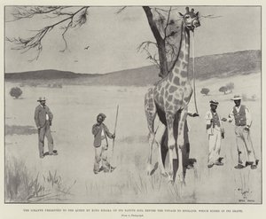 Giraffen presenterad för drottningen av kung Khama på dess hembygdsjord före resan till England, som slutade med dess död av Cecil Charles Windsor Aldin