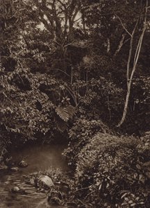 Mexiko: Skog nära Mirador, Panorama av urskog (s/v foto)