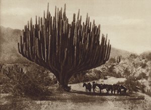 Mexiko: Candelero-formad kaktus, Oaxaca (s/v foto)