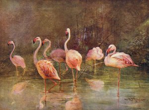Flamingos (färg litho) av Charles (after) Whymper