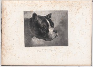 Bulldogg av Charles Aubry