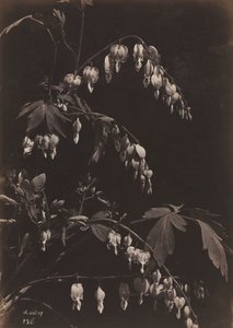 Blommigt stilleben (blödande hjärtan)
