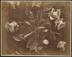 [Blommande vinstock] av Charles Aubry