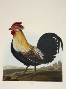 Cock, Phasianus, från "A Selection of British Birds", pub. 1835 (handfärgad gravyr) av Charles Auguste (after) Steuben