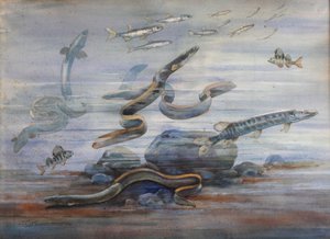 Havsfisk, ca 1907 (akvarell)