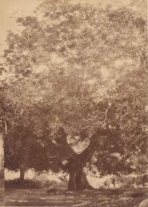 Kejsar Karl Vs valnötsträd, Yuste, 1858.