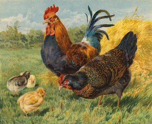 Kycklingar (chromolitho)