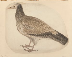 swedish av Charles Collins