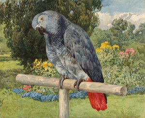 Grå papegoja (chromolitho) av Charles Collins