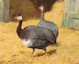Pärlhöns (chromolitho) av Charles Collins