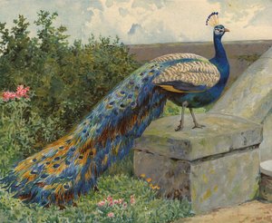 Påfågel (chromolitho)
