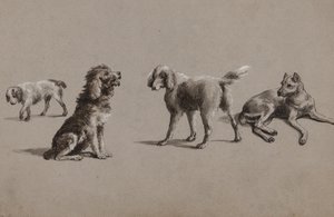 Studier av hundar (penna, pensel, bläck och gouache på papper)