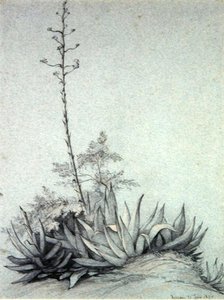 Blommande Yucca av Charles Damour