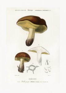Mushroom (boletus Circinans) av Charles Dessalines D