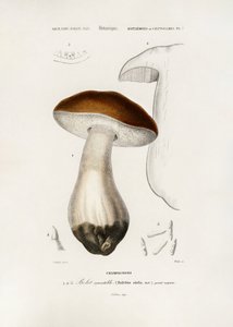Pennybun (Boletus edulis) av Charles Dessalines D