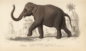 Indisk elefant, från "Dictionnaire Universel d