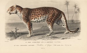 Leopard, från "Dictionnaire Universel d