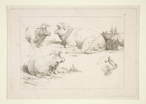 Studie av får av Charles Echard