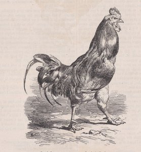 Gårdstupp, vanlig ras., från Magasin Pittoresque, ca. 1852. av Charles Emile Jacque