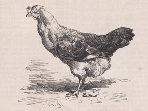Vanlig fransk höna, dålig lager., från Magasin Pittoresque, ca. 1852. av Charles Emile Jacque