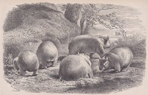 The Wombat, från Le Magasin Pittoresque, ca. 1852. av Charles Emile Jacque