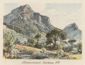Sydafrika: Kirstenbosch Gardens, CP (färglitografi) av Charles Ernest Peers