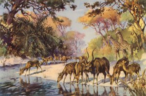 Sydafrika: Kruger National Park, Transvaal (färglitografi)