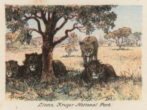 Sydafrika: Lejon, Kruger nationalpark (färglitografi)