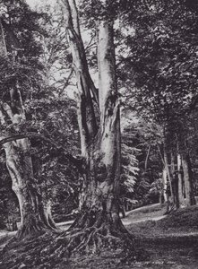 En glänta i Knole Park (svart/vitt foto) av Charles Essenhigh Corke
