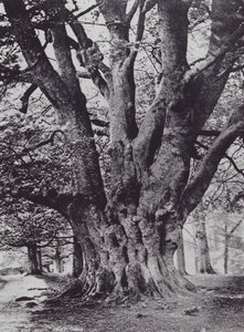 King Beech, Knole Park (s/v foto)