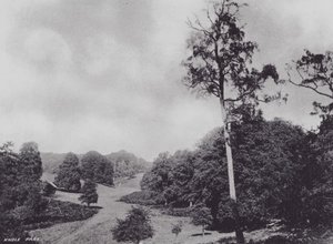 Knole Park (svart/vitt foto)