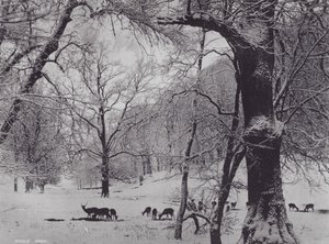 Knole Park (s/v foto) av Charles Essenhigh Corke