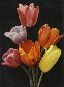 maj Blommande tulpaner (färgfoto) av Charles Essenhigh Corke