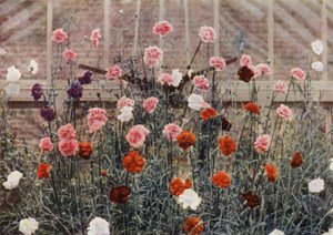 Evig blommande nejlikor (färgfoto) av Charles Essenhigh Corke
