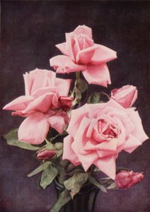 Rose Lady Ashtown (färgfoto) av Charles Essenhigh Corke