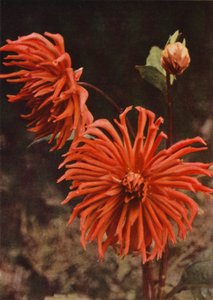 Cactus Dahlia "Brisbane" (färgfoto) av Charles Essenhigh Corke
